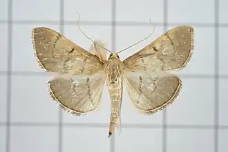 Paranacoleia lophophoralis