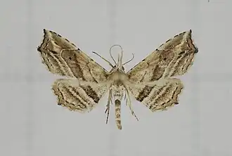 Hypenagonia obliquifascia