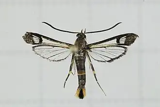 Synanthedon auritincta
