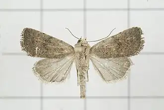 Athetis obtusa