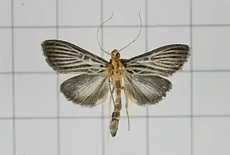 Tyspanodes hypsalis