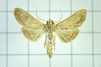 Cirrhochrista spissalis