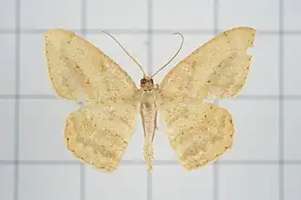 Calletaera obliquata