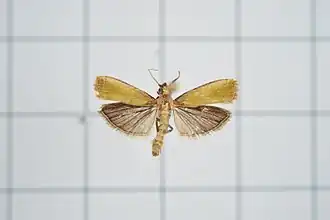 Volobilis chloropterella