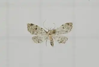 Paurophylla bidentata