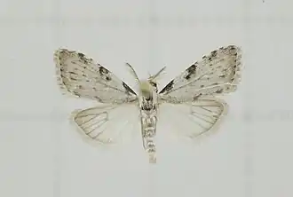 Nola tristicta