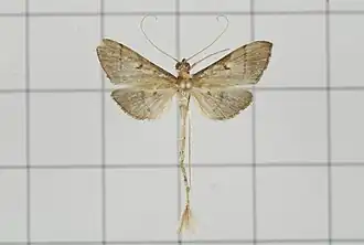 Bradina geminalis