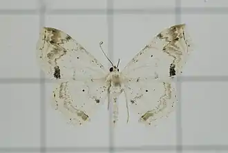 Scopula yamanei