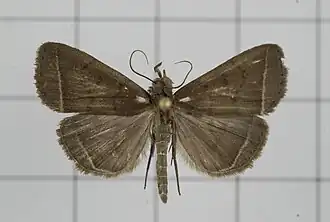 Simplicia simplicissima