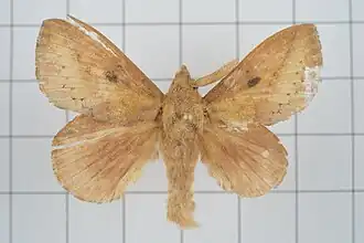 Euthrix nigropuncta