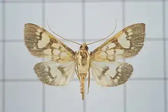 Nosophora euryterminalis