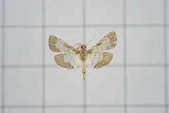 Cnaphalocrocis stereogona