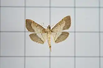 Cnaphalocrocis pilosa