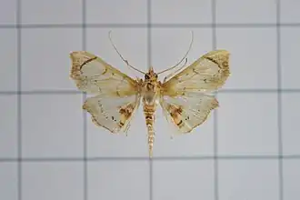 Discothyris ferruginata