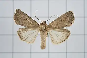 Spodoptera pecten