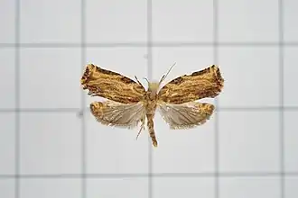 Isodemis serpentinana