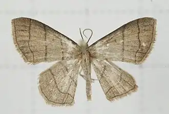 Scopula mecysma