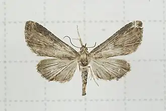 Anigraea rubida