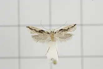 Erechthias atririvis