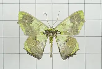 Agathia diversiformis