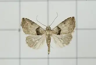 Rivula cognata