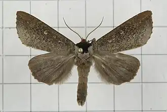 Phalera obscura