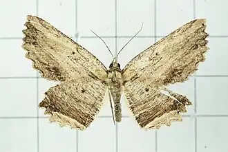 Menophra humeraria