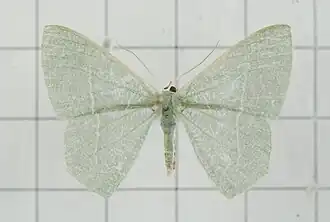 Thalassodes subquadraria