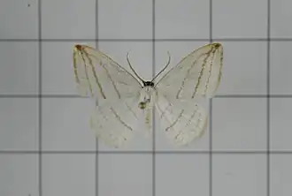 Ditrigona conflexaria