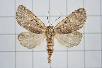 Subleuconycta sugii