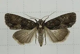 Dipterygina indica