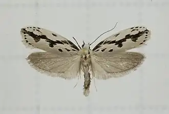 Ethmia zygospila