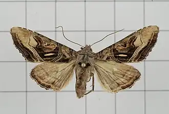 Phlogophora clava