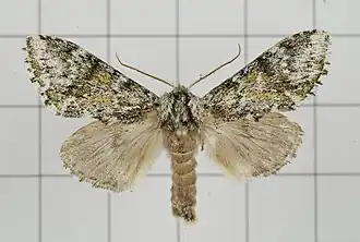 Pheosiopsis lusciniola