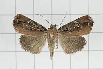 Callyna contracta