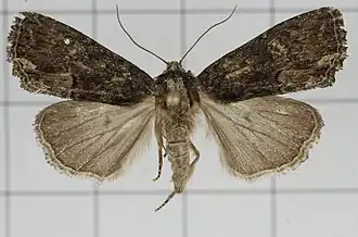 Dipterygina cupreotincta