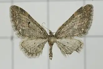 Eupithecia clavifera