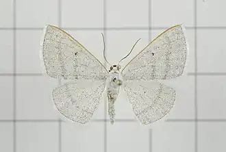 Lomographa claripennis