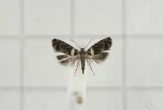 Glyphipterix gemmula