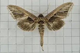 Tarsolepis fulgurifera