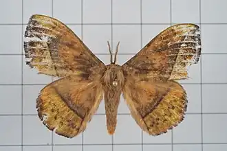 Apha horishana
