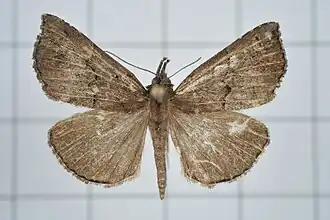 Hypena indicatalis