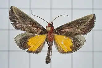 Toccolosida rubriceps