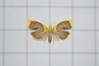 Spatalistis christophana