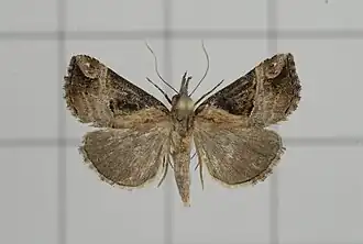Hypena cognata
