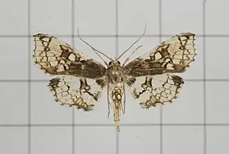 Omphisa anastomosalis