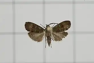 Saptha angustistriata