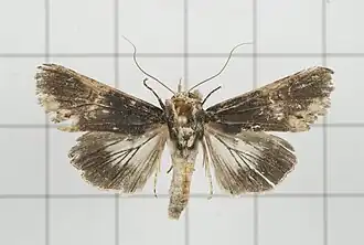 Stictoptera cucullioides