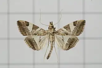 Agrioglypta itysalis