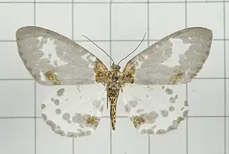 Abraxas submartiaria